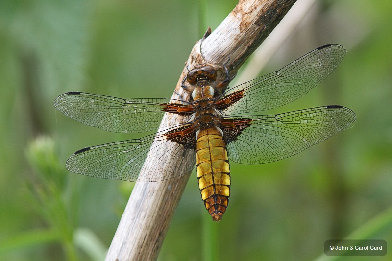 J01_2719 Libellula depressa female.JPG